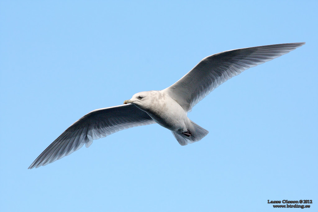 VITVINGAD TRUT / ICELAND GULL (Larus glaucoides) - Stng / Close