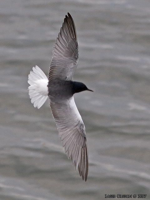 VITVINGAD TRNA / WHITE-WINGED BLACK TERN (Chlidonias leucopterus) - stor bild / full size