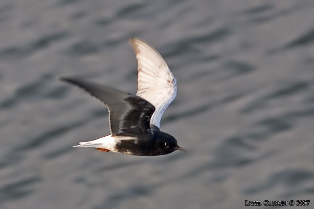 VITVINGAD TRNA / WHITE-WINGED BLACK TERN (Chlidonias leucopterus) - stor bild / full size