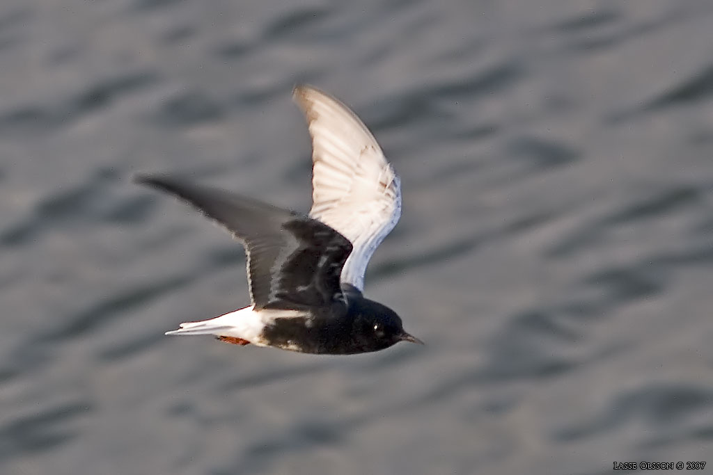 VITVINGAD TRNA / WHITE-WINGED BLACK TERN (Chlidonias leucopterus) - Stng / Close