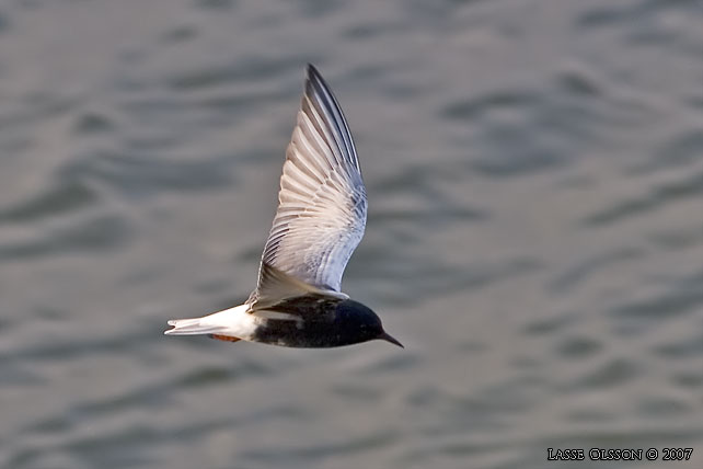 VITVINGAD TRNA / WHITE-WINGED BLACK TERN (Chlidonias leucopterus) - stor bild / full size