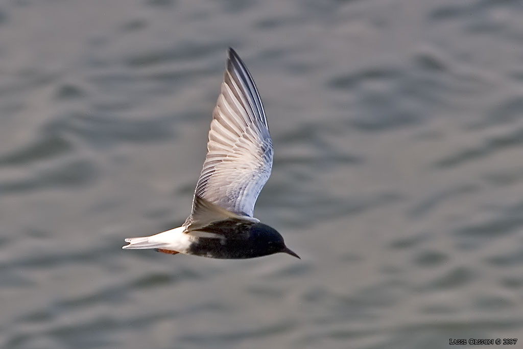 VITVINGAD TRNA / WHITE-WINGED BLACK TERN (Chlidonias leucopterus) - Stng / Close