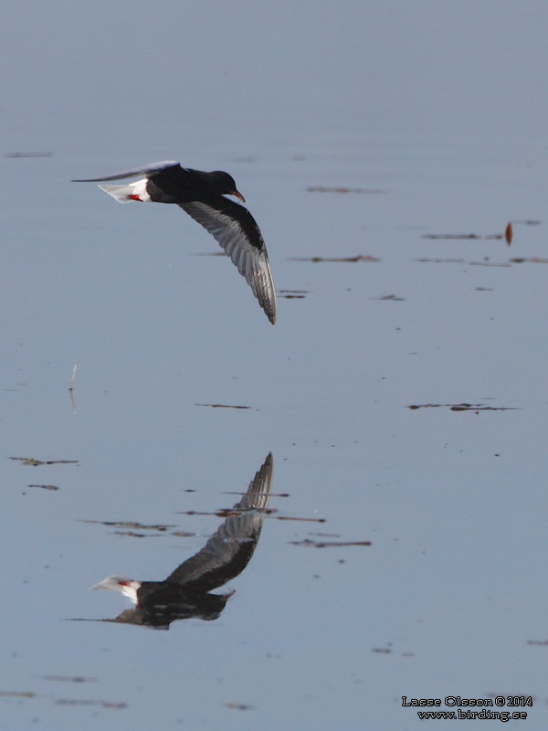 VITVINGAD TRNA / WHITE-WINGED BLACK TERN (Chlidonias leucopterus) - Stng / Close