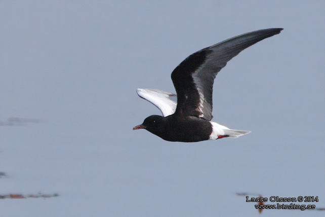 VITVINGAD TÄRNA / WHITE-WINGED BLACK TERN (Chlidonias leucopterus) - stor bild / full size