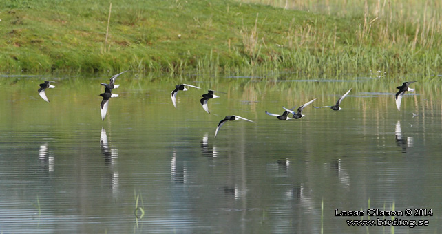 VITVINGAD TÄRNA / WHITE-WINGED BLACK TERN (Chlidonias leucopterus) - stor bild / full size