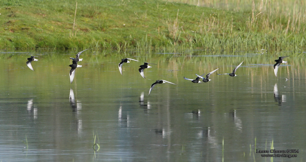 VITVINGAD TRNA / WHITE-WINGED BLACK TERN (Chlidonias leucopterus) - Stng / Close