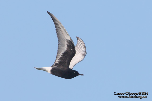 VITVINGAD TÄRNA / WHITE-WINGED BLACK TERN (Chlidonias leucopterus) - stor bild / full size