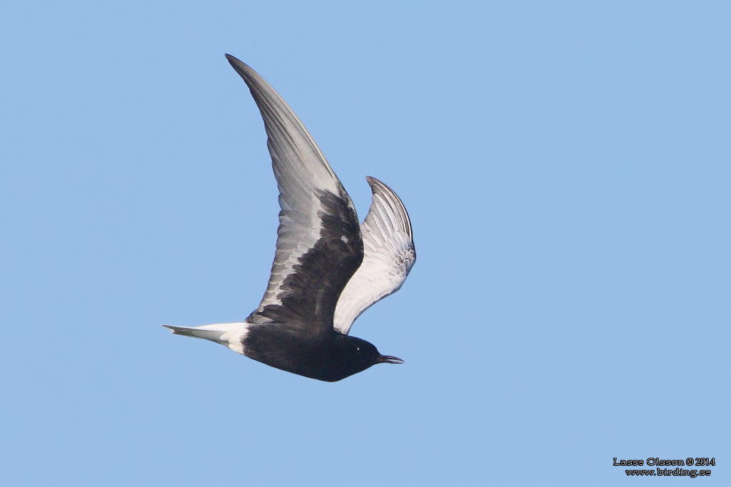 VITVINGAD TRNA / WHITE-WINGED BLACK TERN (Chlidonias leucopterus) - Stng / Close