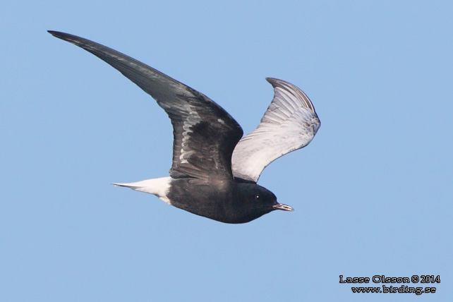 VITVINGAD TÄRNA / WHITE-WINGED BLACK TERN (Chlidonias leucopterus) - stor bild / full size