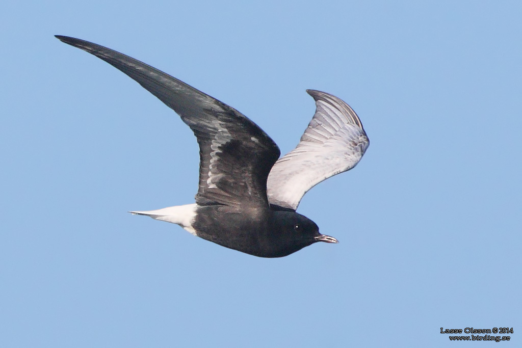 VITVINGAD TRNA / WHITE-WINGED BLACK TERN (Chlidonias leucopterus) - Stng / Close