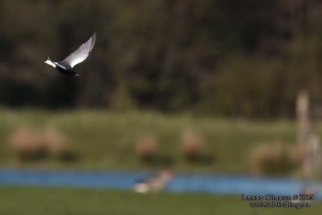 VITVINGAD TÄRNA / WHITE-WINGED BLACK TERN (Chlidonias leucopterus) - stor bild / full size