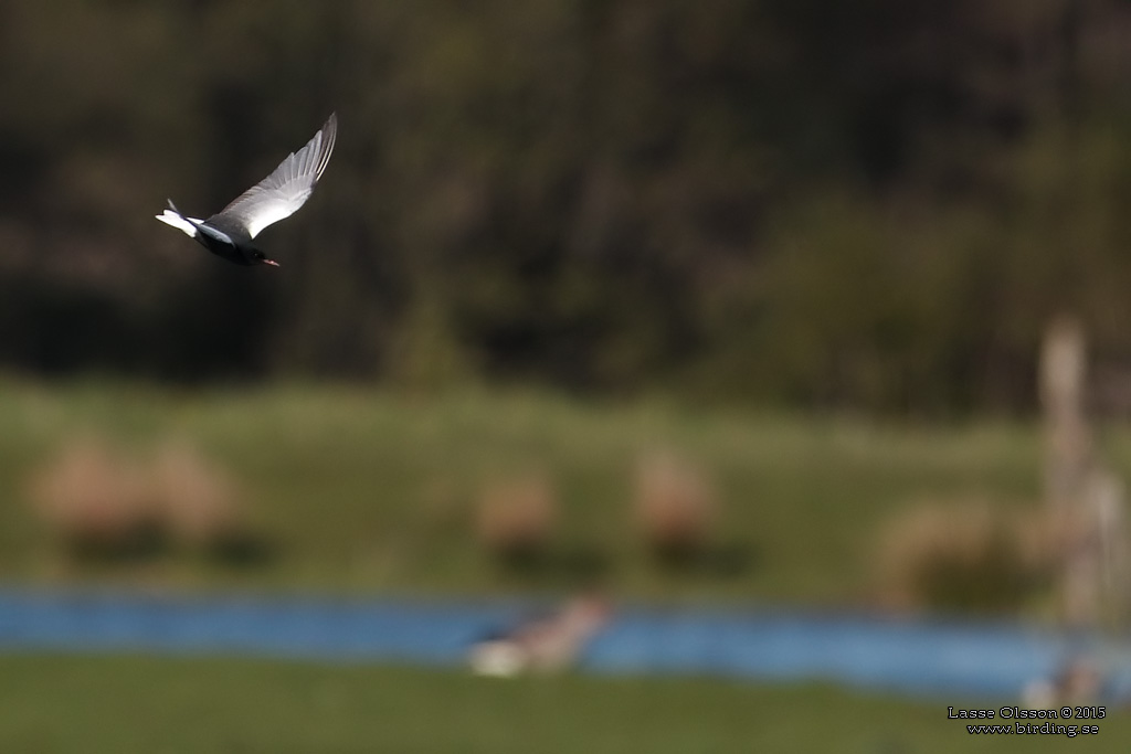 VITVINGAD TRNA / WHITE-WINGED BLACK TERN (Chlidonias leucopterus) - Stng / Close