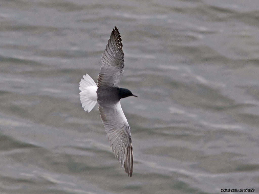 VITVINGAD TRNA / WHITE-WINGED BLACK TERN (Chlidonias leucopterus) - Stng / Close