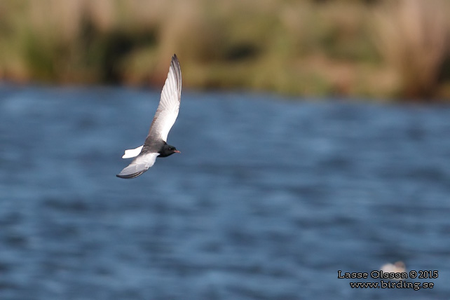 VITVINGAD TÄRNA / WHITE-WINGED BLACK TERN (Chlidonias leucopterus) - stor bild / full size