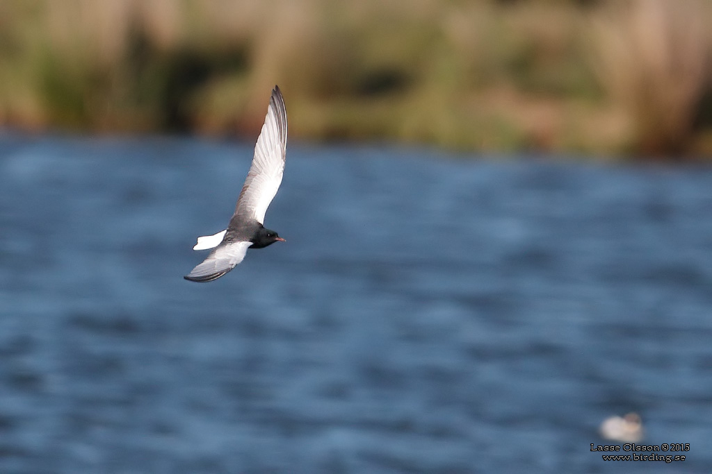 VITVINGAD TRNA / WHITE-WINGED BLACK TERN (Chlidonias leucopterus) - Stng / Close