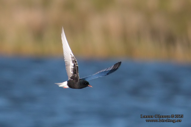 VITVINGAD TÄRNA / WHITE-WINGED BLACK TERN (Chlidonias leucopterus) - stor bild / full size