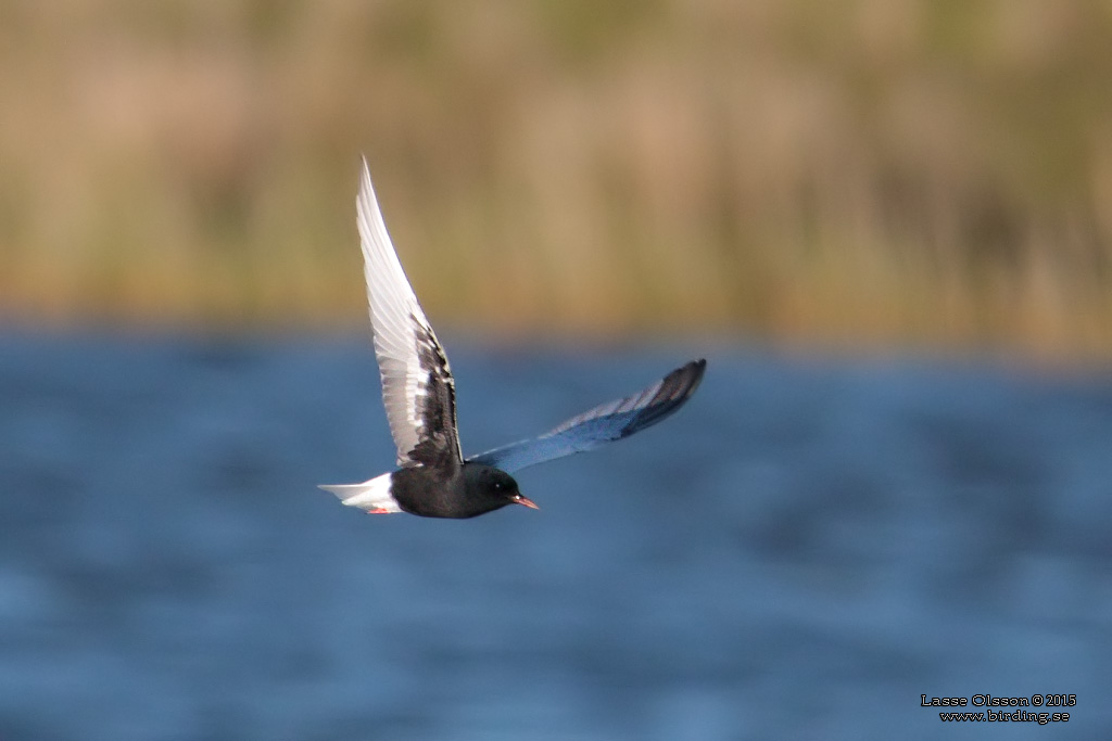 VITVINGAD TRNA / WHITE-WINGED BLACK TERN (Chlidonias leucopterus) - Stng / Close