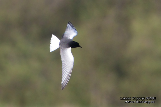 VITVINGAD TÄRNA / WHITE-WINGED BLACK TERN (Chlidonias leucopterus) - stor bild / full size