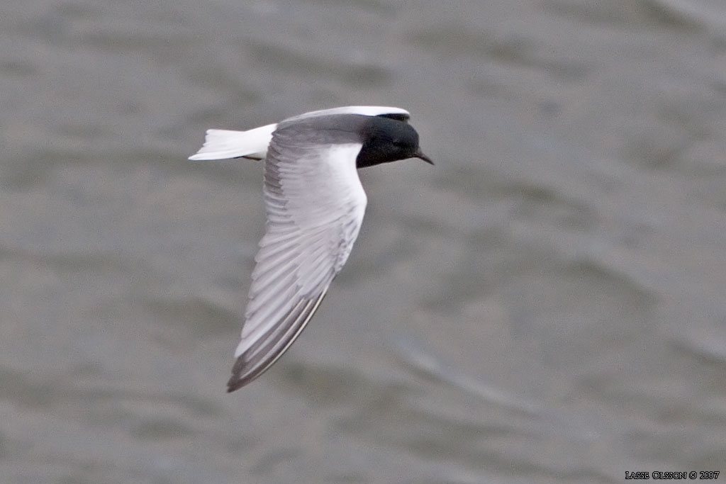 VITVINGAD TRNA / WHITE-WINGED BLACK TERN (Chlidonias leucopterus) - Stng / Close