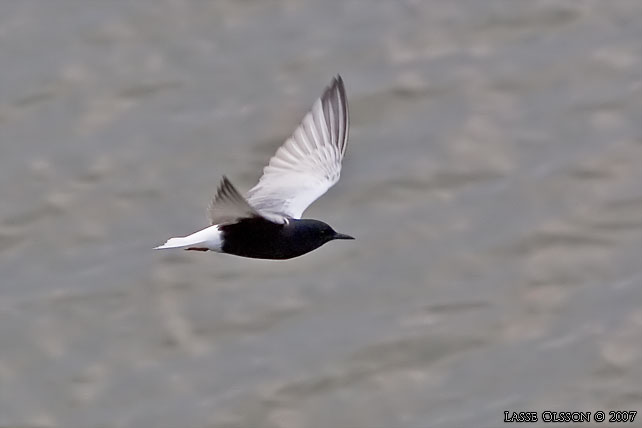 VITVINGAD TRNA / WHITE-WINGED BLACK TERN (Chlidonias leucopterus) - stor bild / full size