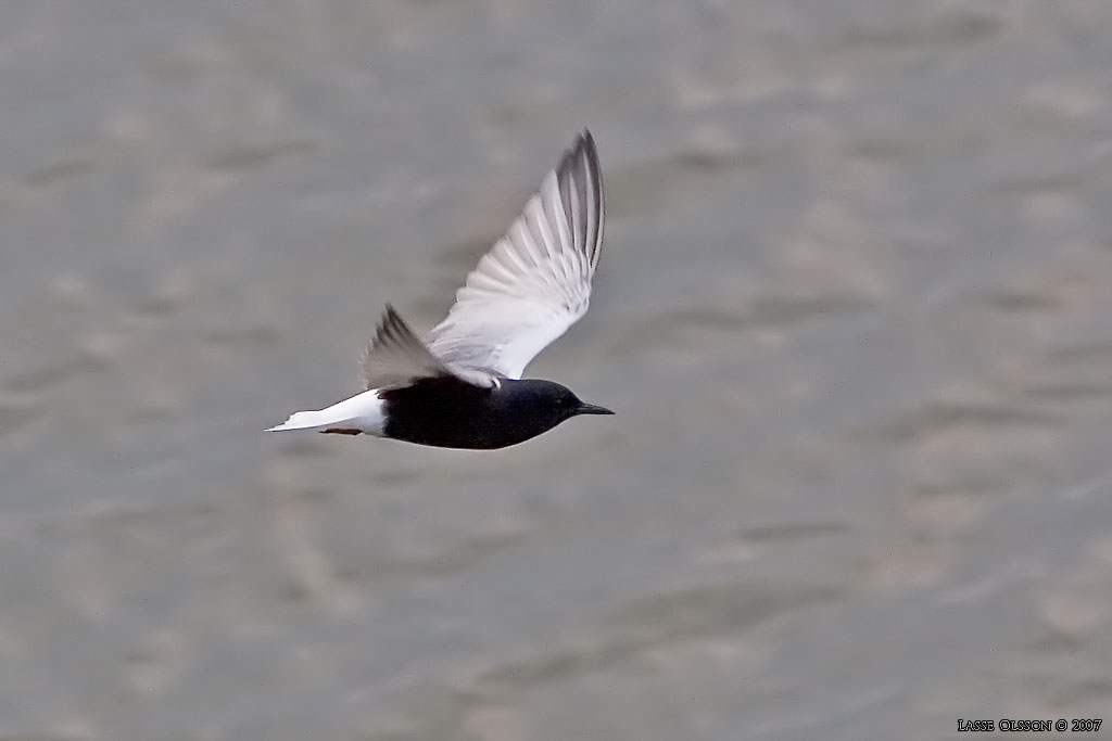 VITVINGAD TRNA / WHITE-WINGED BLACK TERN (Chlidonias leucopterus) - Stng / Close