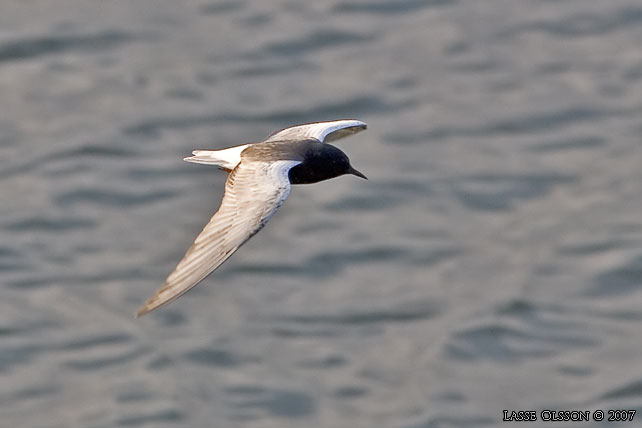 VITVINGAD TRNA / WHITE-WINGED BLACK TERN (Chlidonias leucopterus) - stor bild / full size