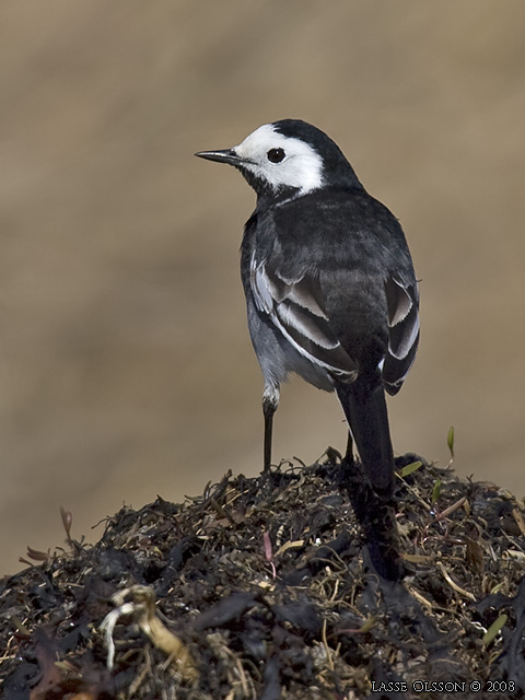 SDESRLA / WHITE WAGTAIL (Motacilla alba) - stor bild / full size